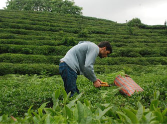 Çay sektörünün sorunları konuşulacak