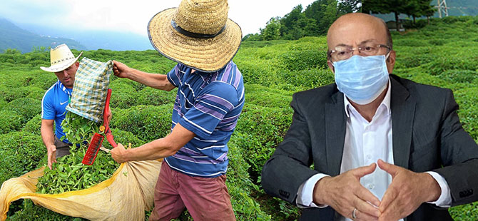 Bekaroğlu Çay Kanunu Teklifi'ndeki Tehlikeye Dikkat Çekti 'Üreticiler 2 yıl yaş çay satamayacak' Dedi